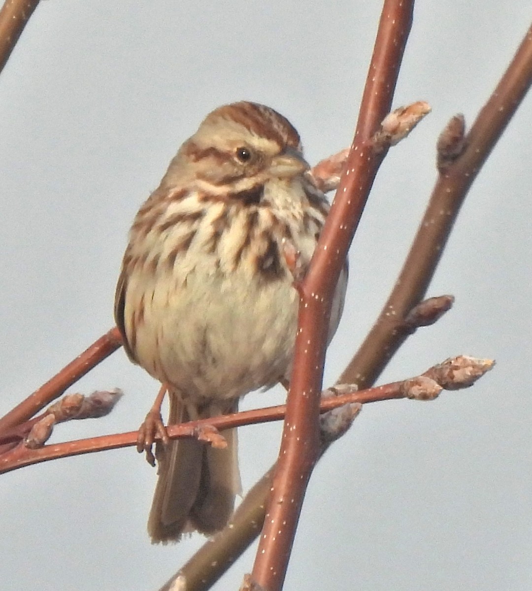 Song Sparrow - ML631763154