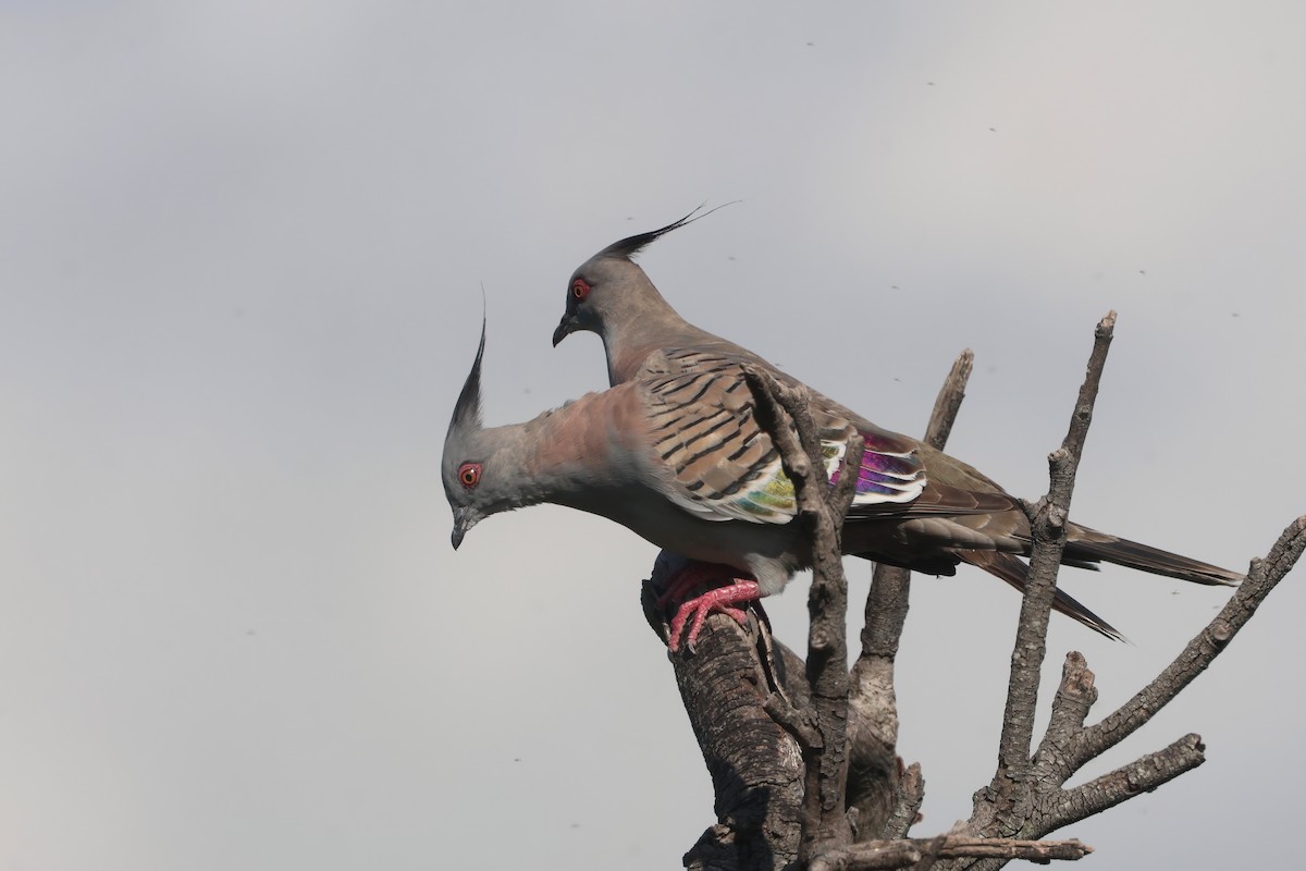 Crested Pigeon - ML631763159