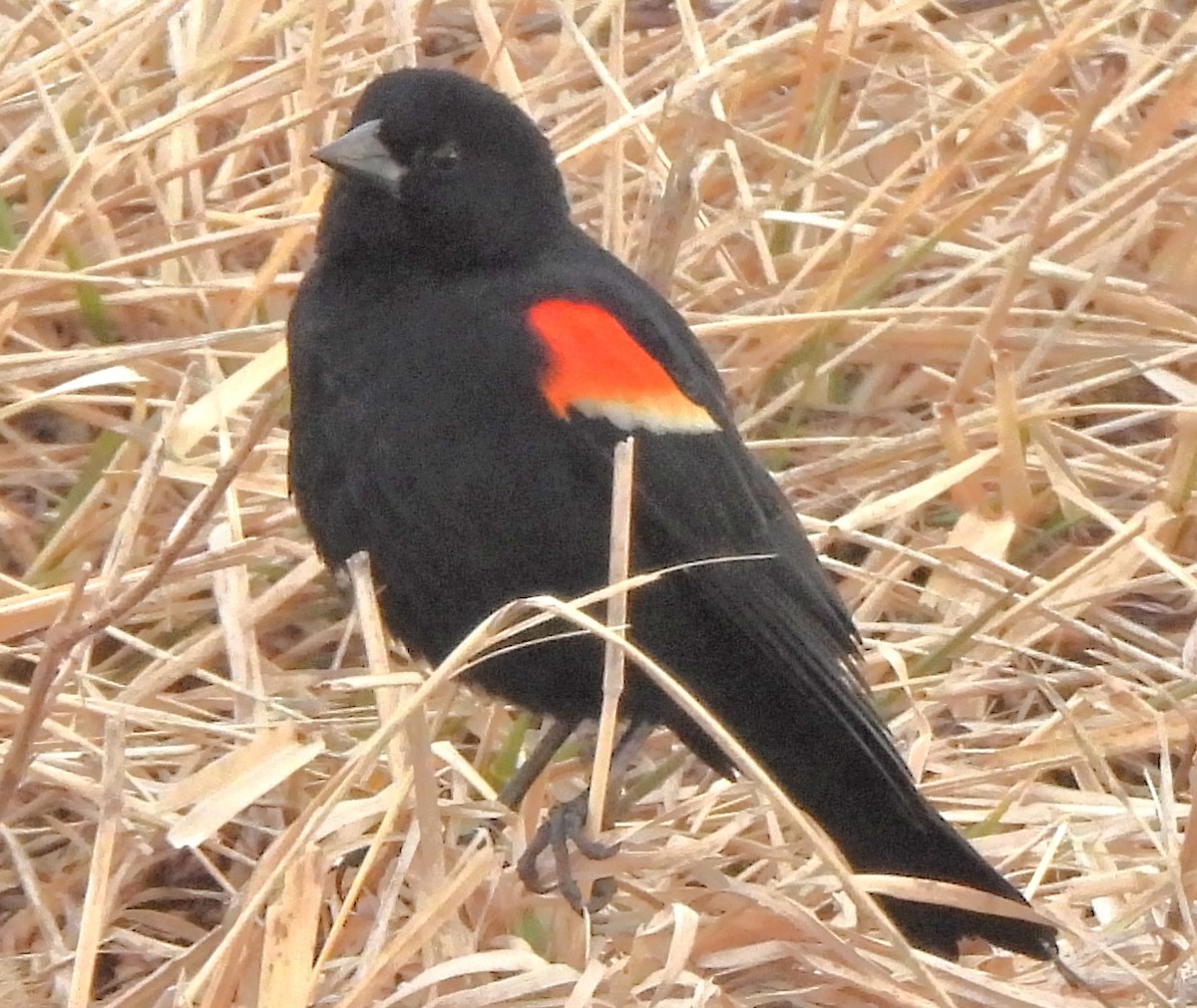 Red-winged Blackbird - ML631763168