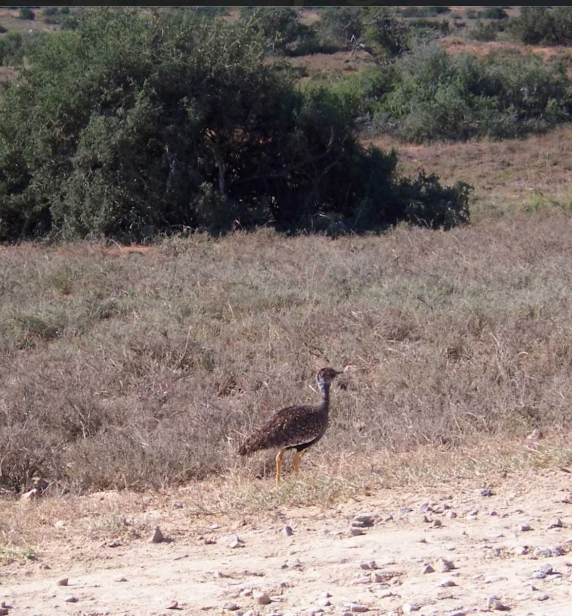Outarde korhaan - ML631763208