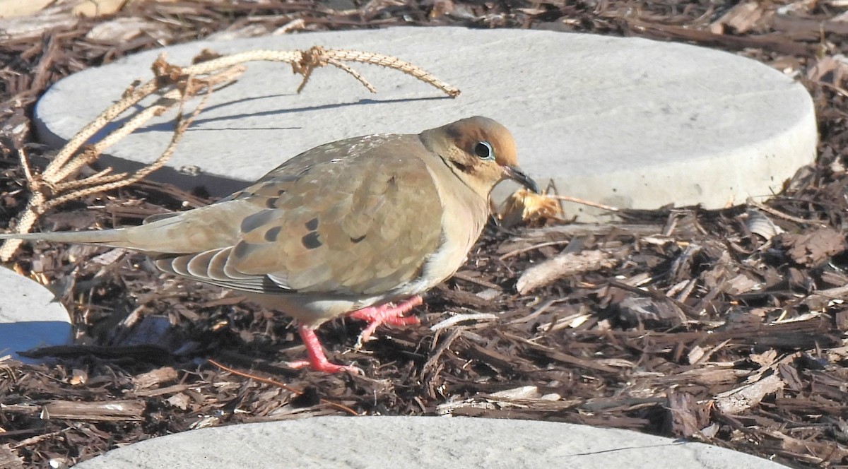 Mourning Dove - ML631763328