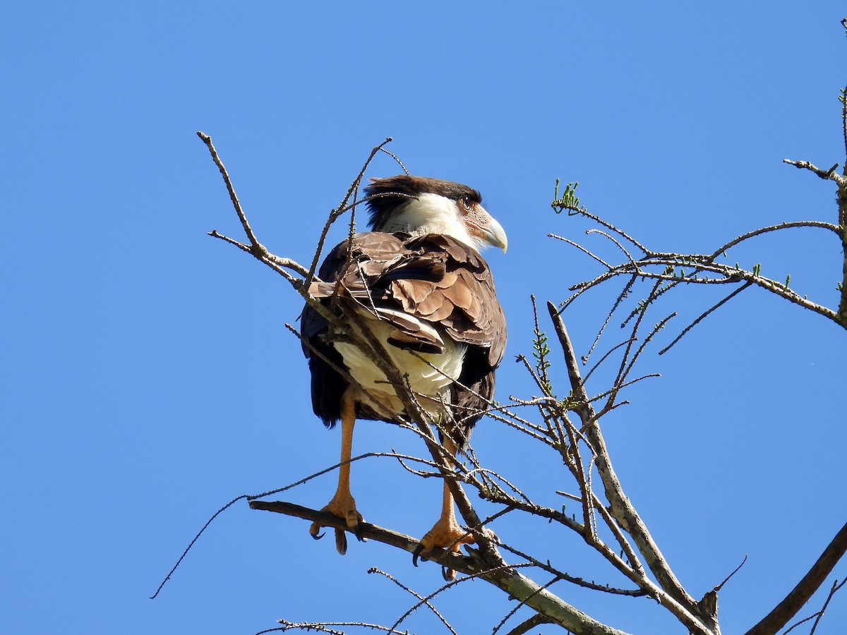 Crested Caracara - ML631763631