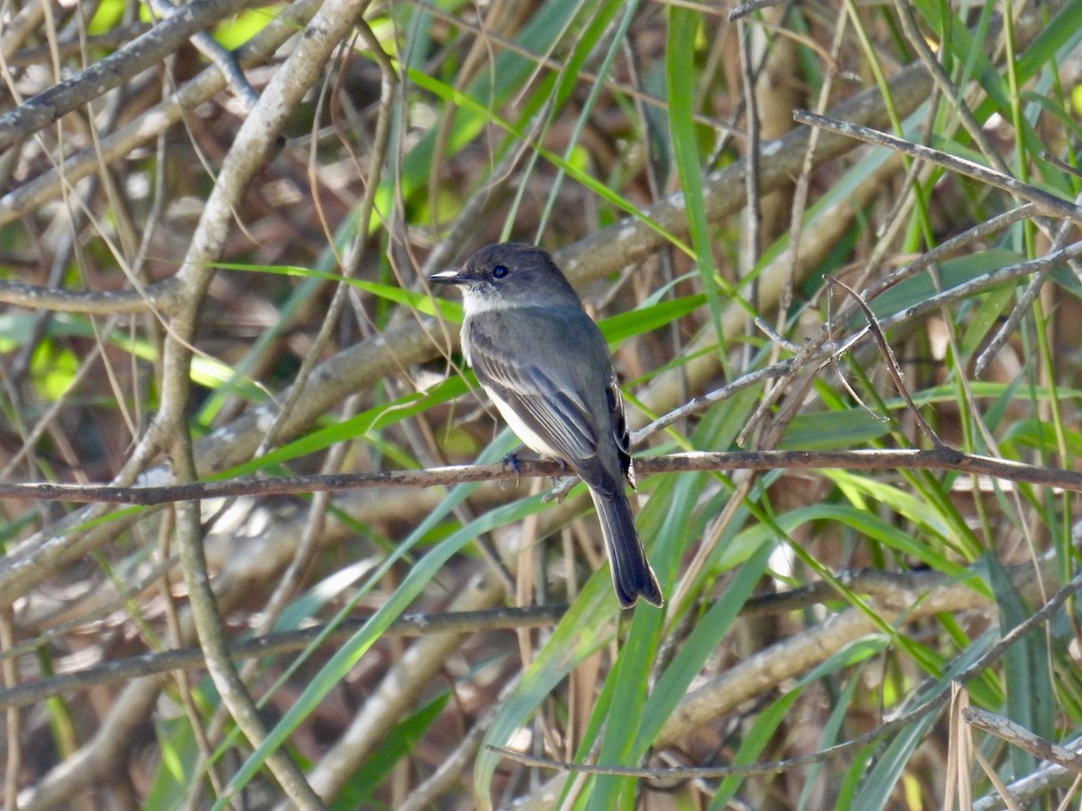 Eastern Phoebe - ML631763633