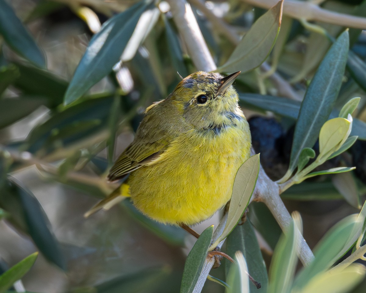 Orange-crowned Warbler - ML631763636