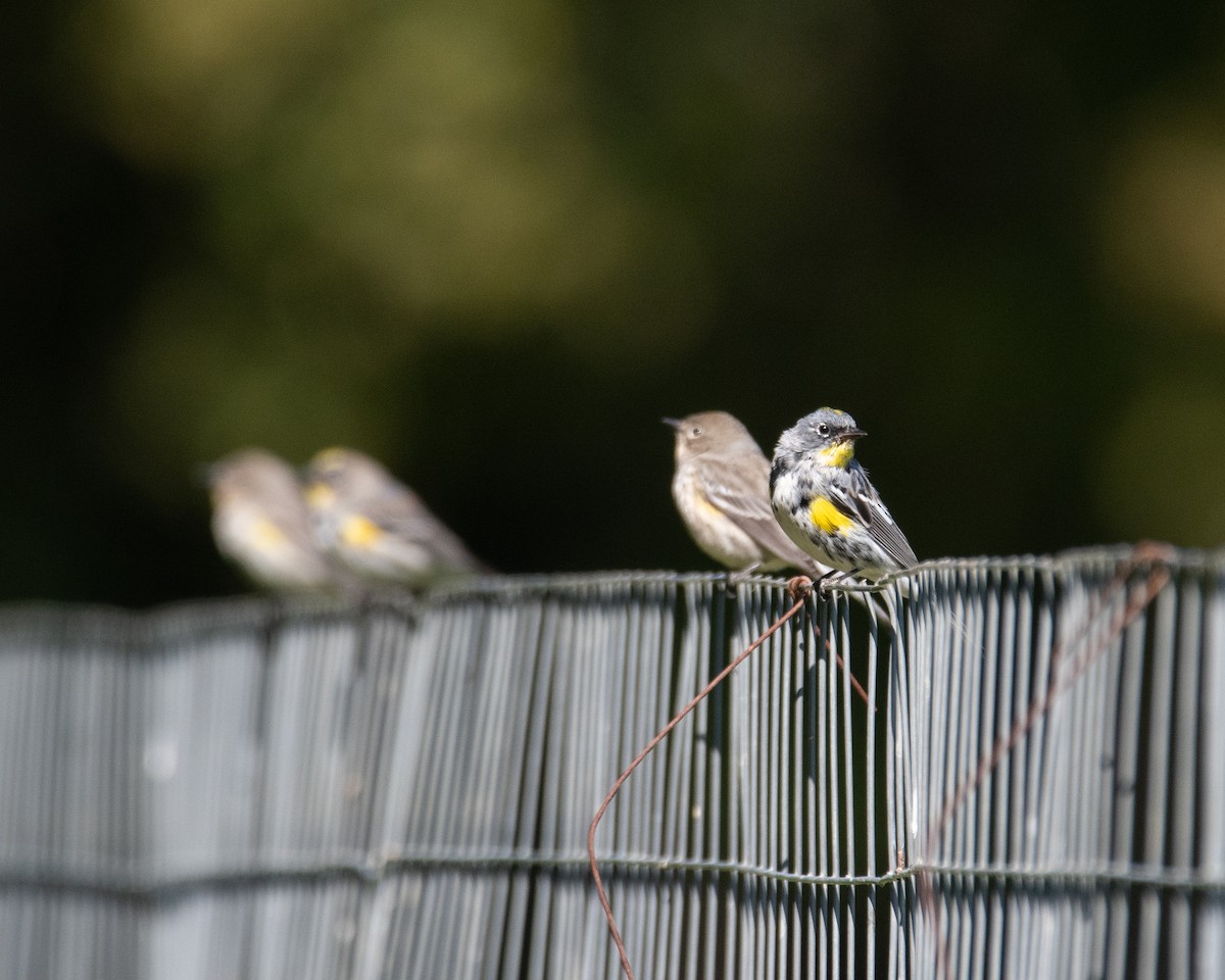 myrteparula (auduboni) (sitronstrupeparula) - ML631763645