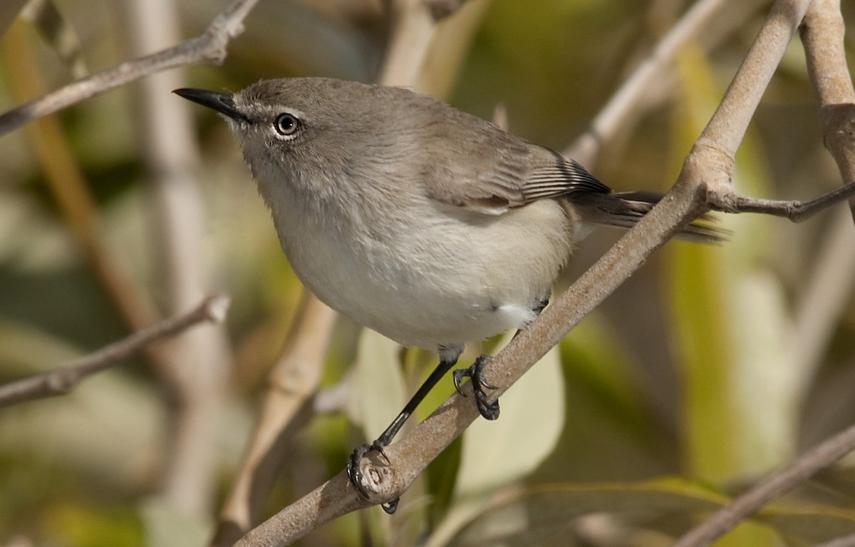 Dusky Gerygone - ML631763681