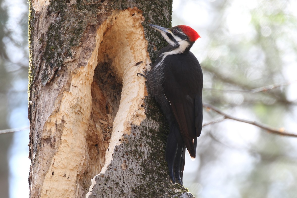 Pileated Woodpecker - ML631763702