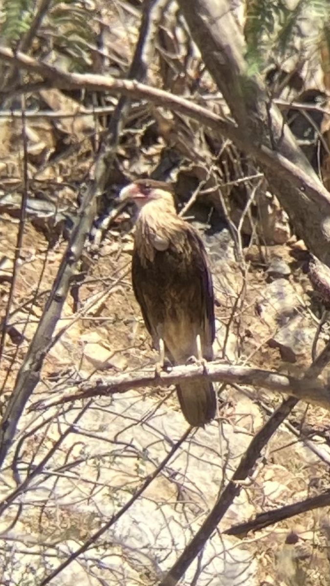 Crested Caracara - ML631763846