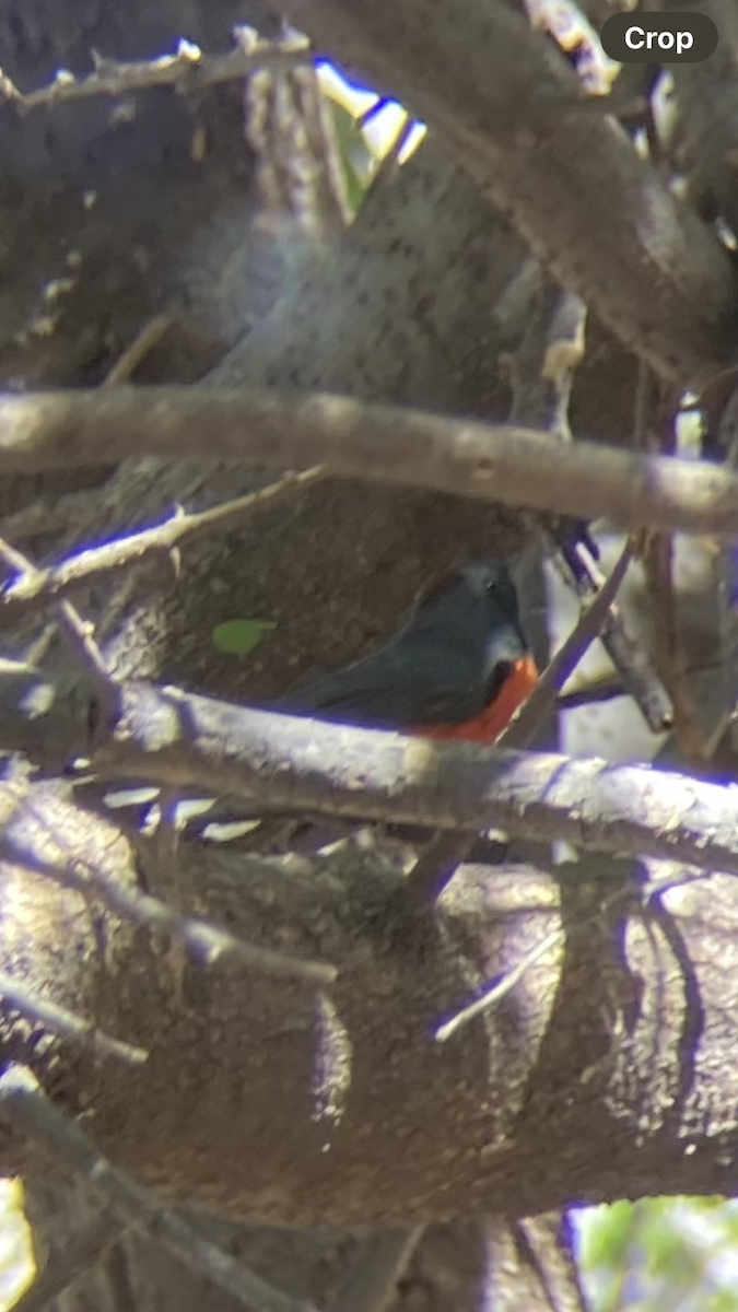 Slate-throated Redstart - ML631763874