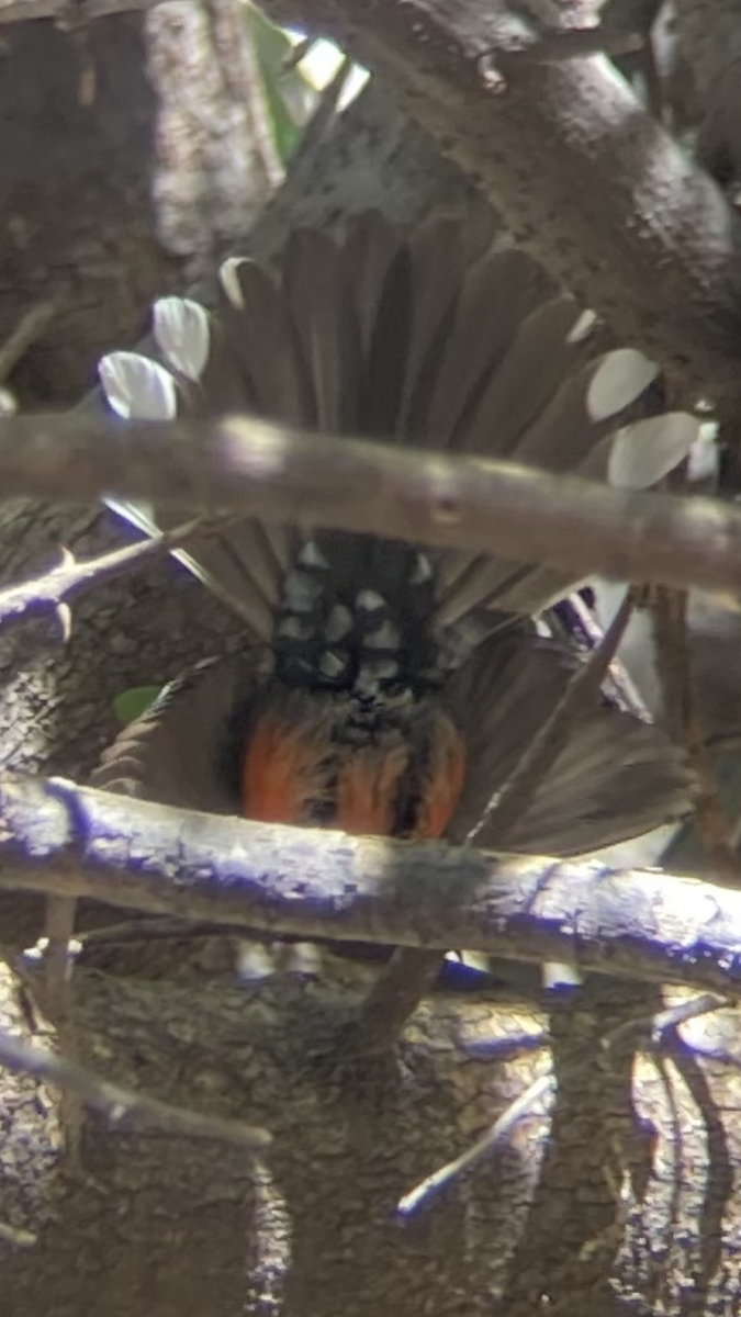 Slate-throated Redstart - ML631763875