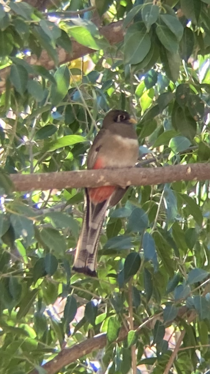 Coppery-tailed Trogon - ML631763920
