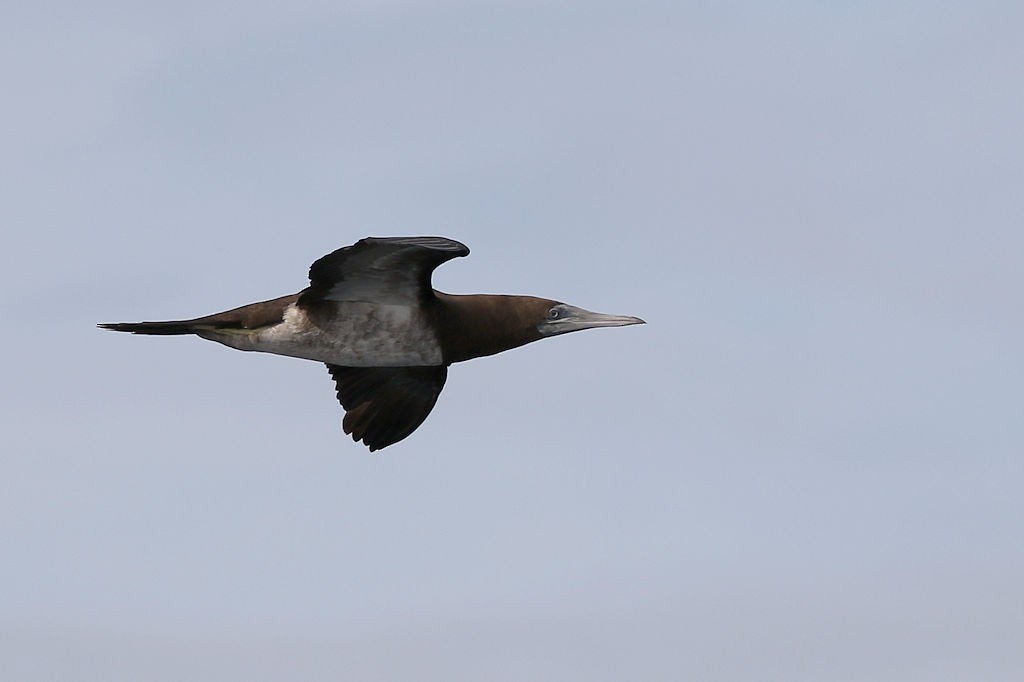 Brown Booby - ML63176441