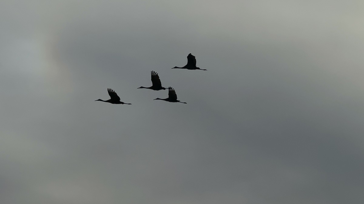 Sandhill Crane - ML631764485