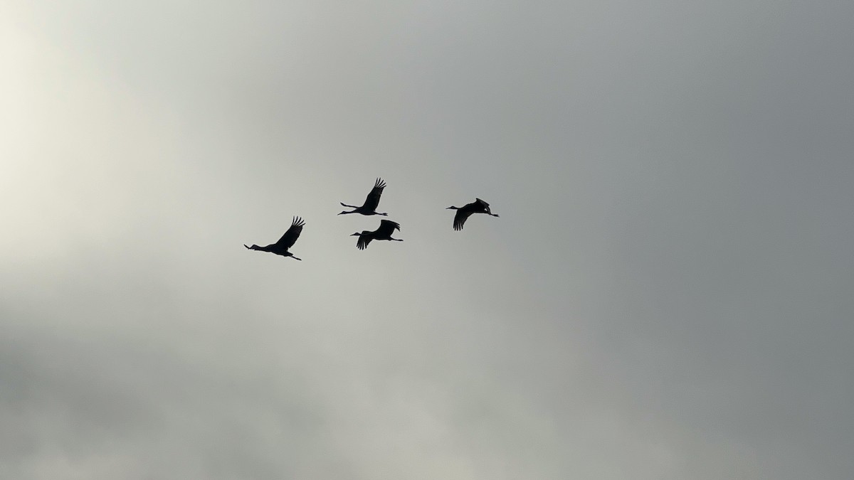 Sandhill Crane - ML631764503