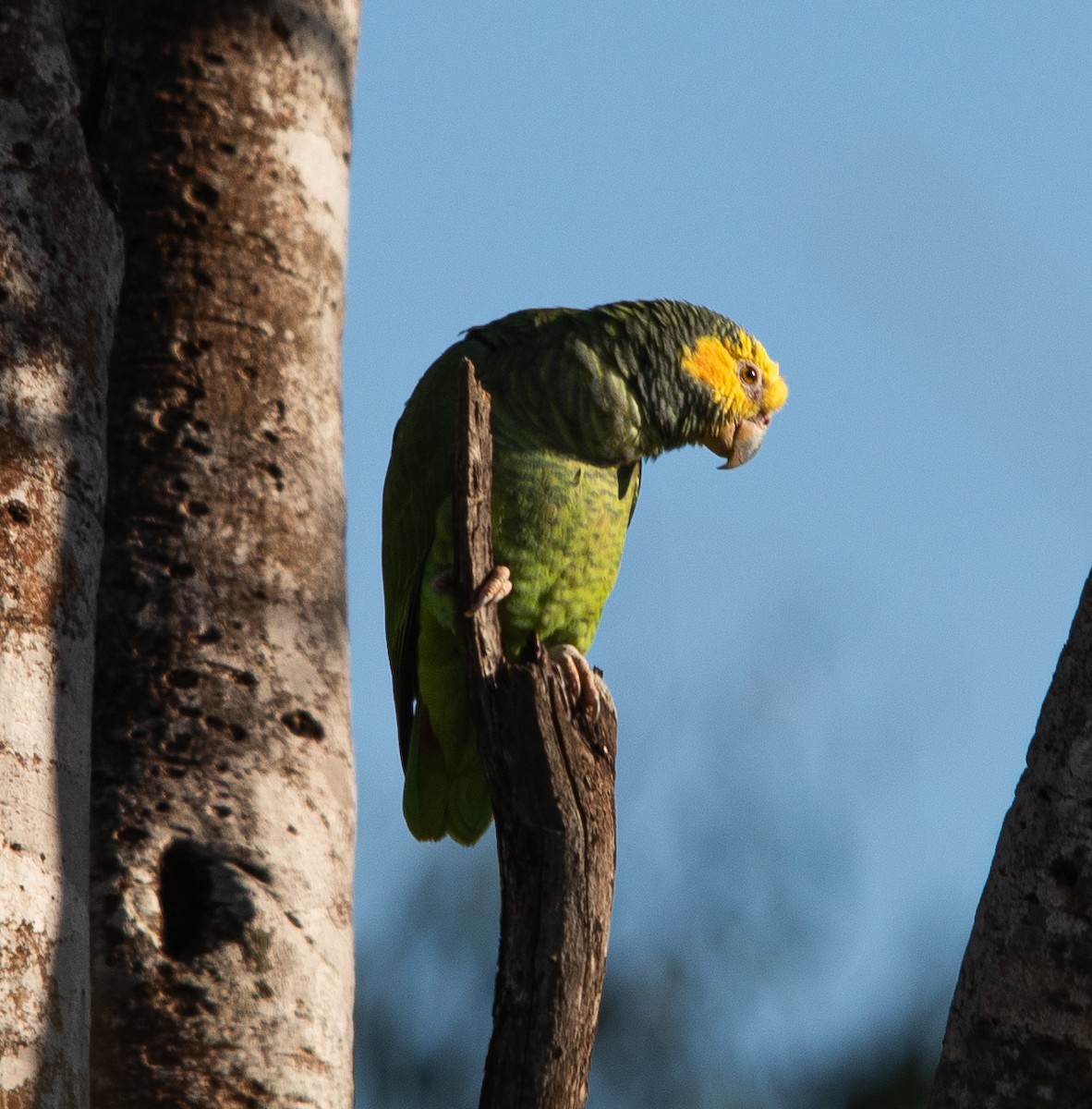 Yellow-faced Parrot - ML631764534
