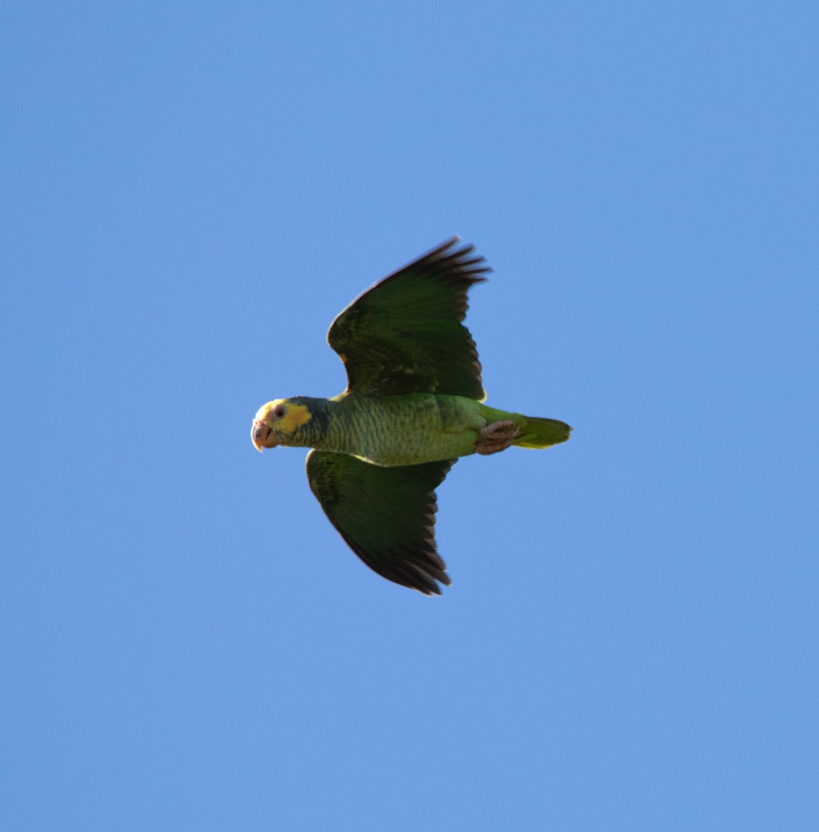 Yellow-faced Parrot - ML631764551
