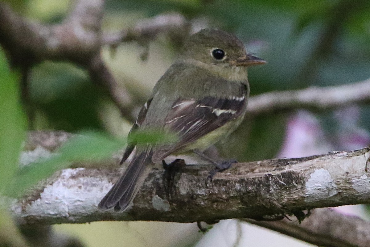 Yellow-bellied Flycatcher - ML631764636