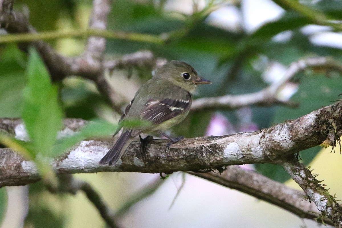 Yellow-bellied Flycatcher - ML631764640