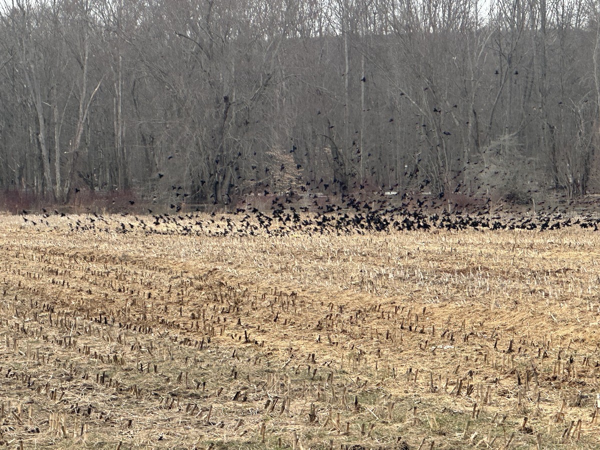 Red-winged Blackbird - ML631764657