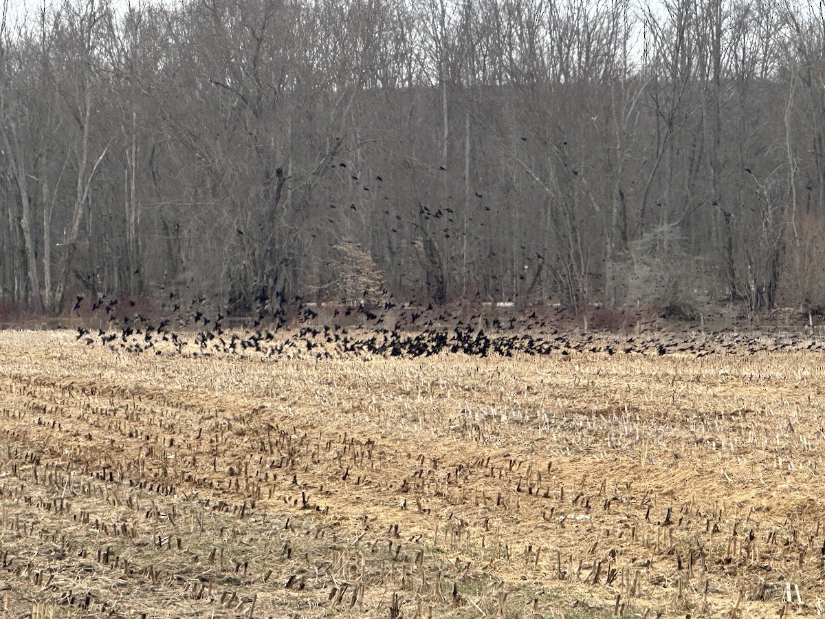 Common Grackle - ML631764669