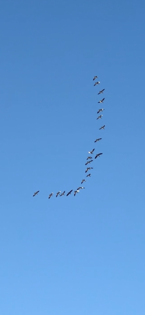 Snow Goose - ML631764690