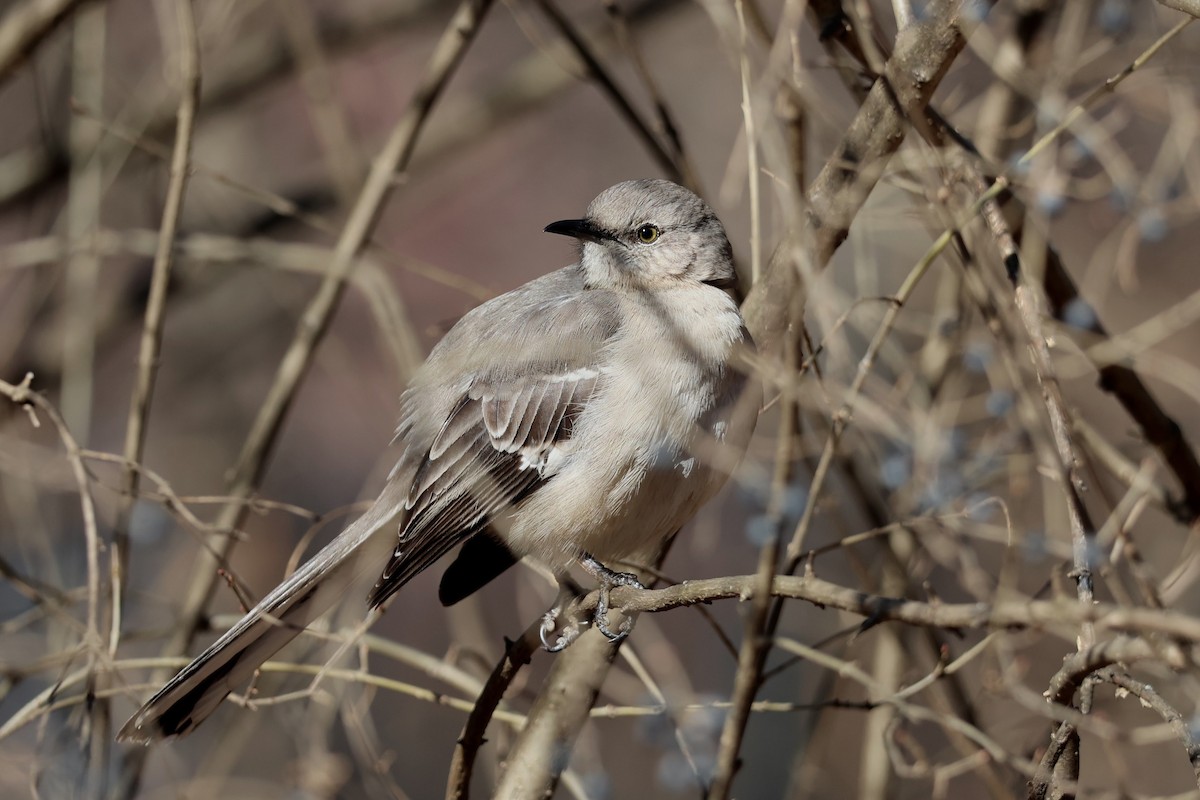 sangspottefugl - ML631764995