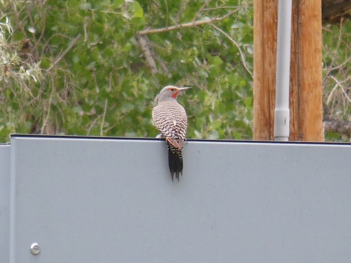 Northern Flicker - ML631765123