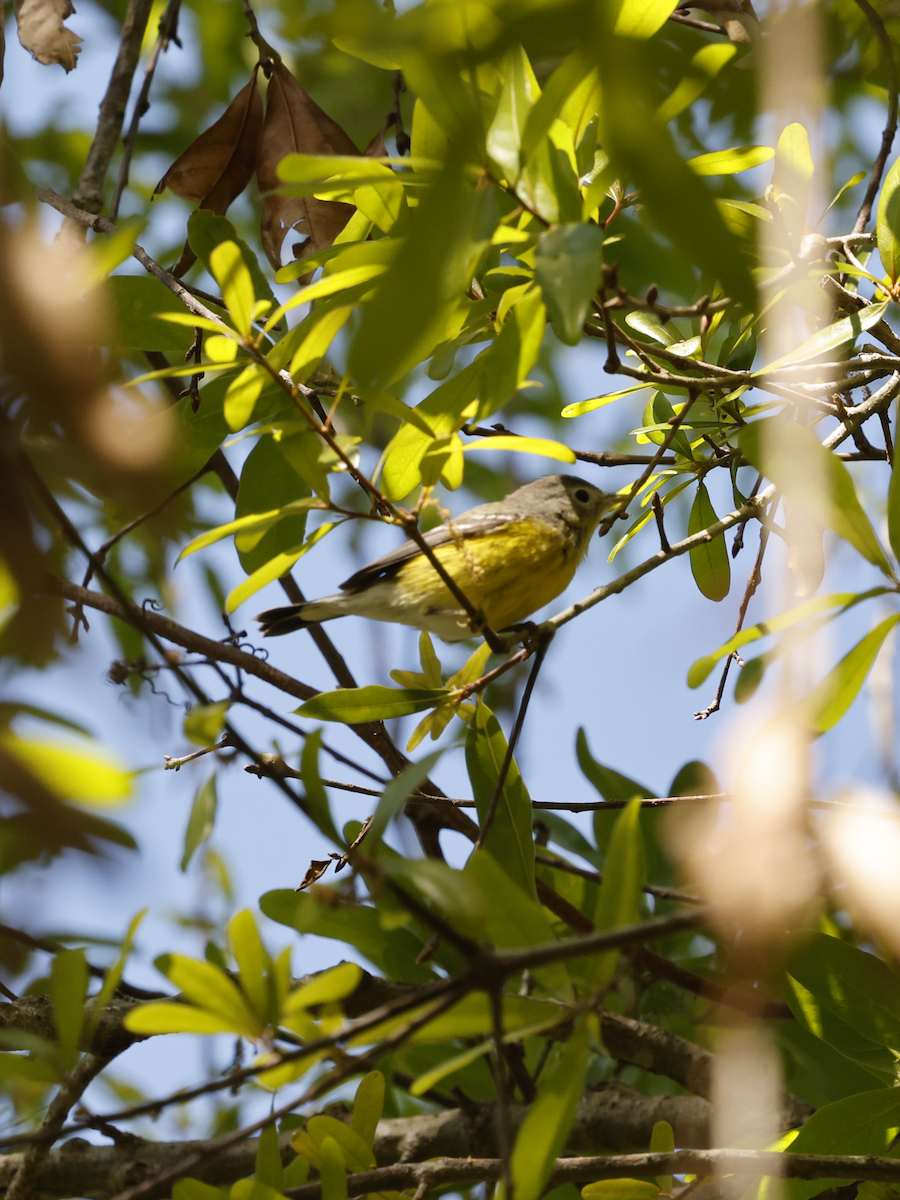 Magnolia Warbler - ML631765301