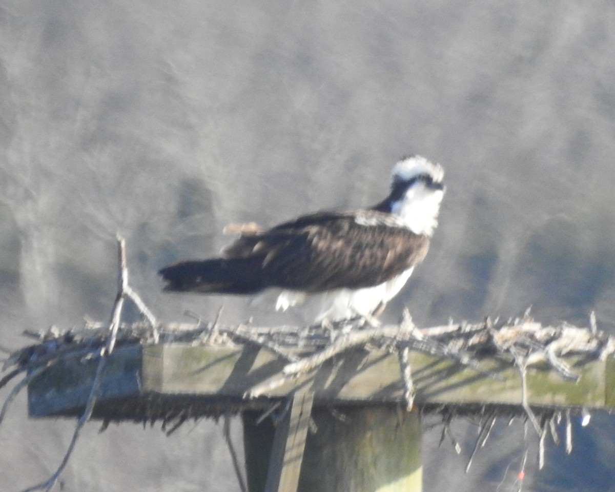 Balbuzard pêcheur - ML631765352