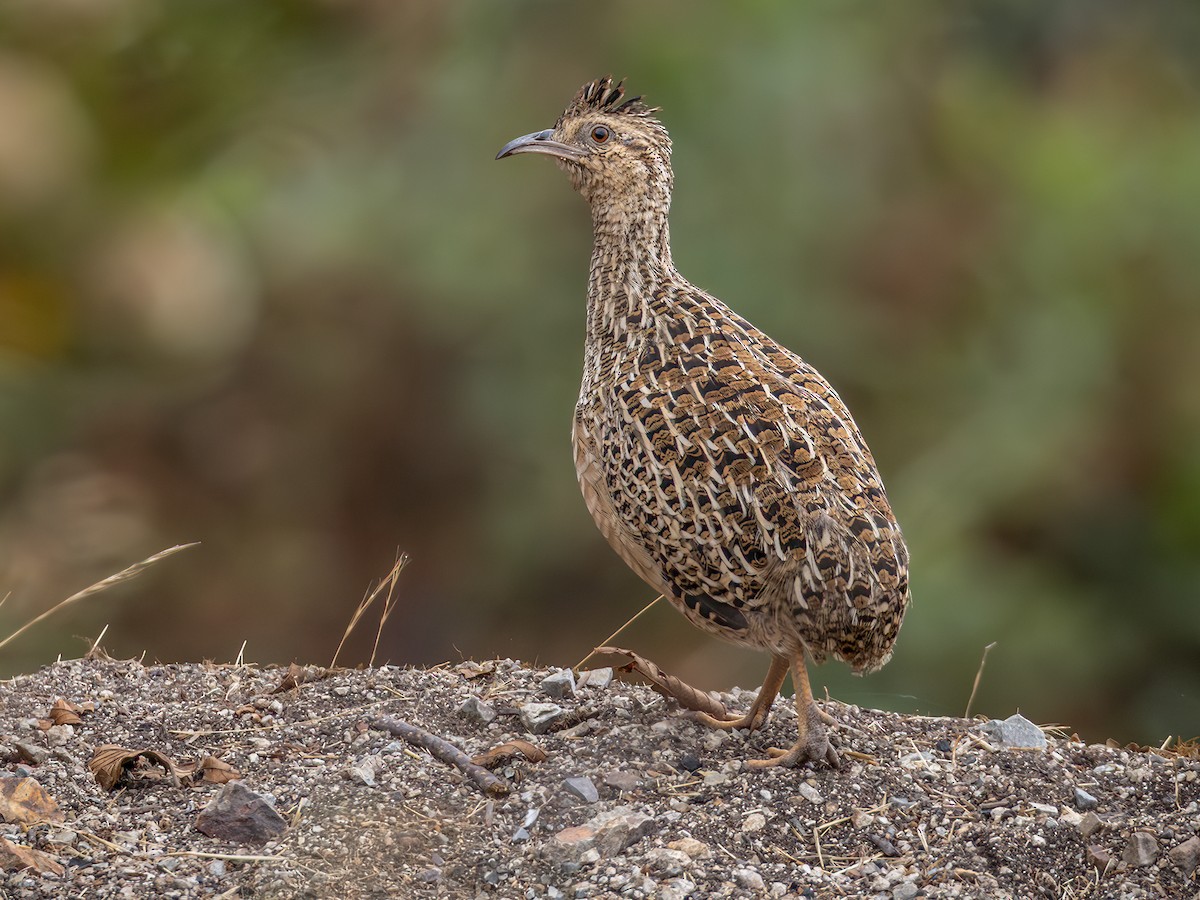 アンデスシギダチョウ - eBird