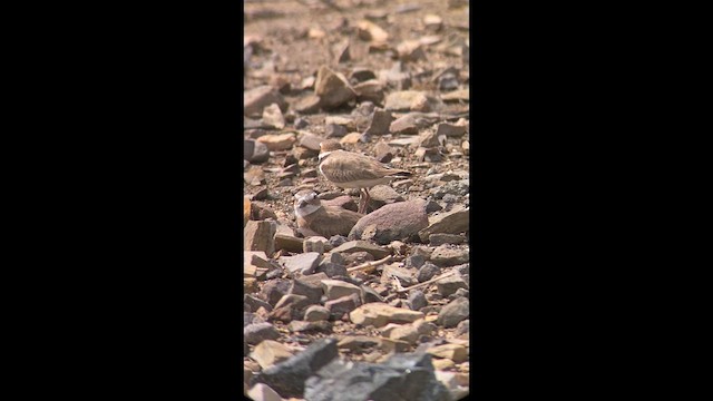 Wilson's Plover - ML631765531