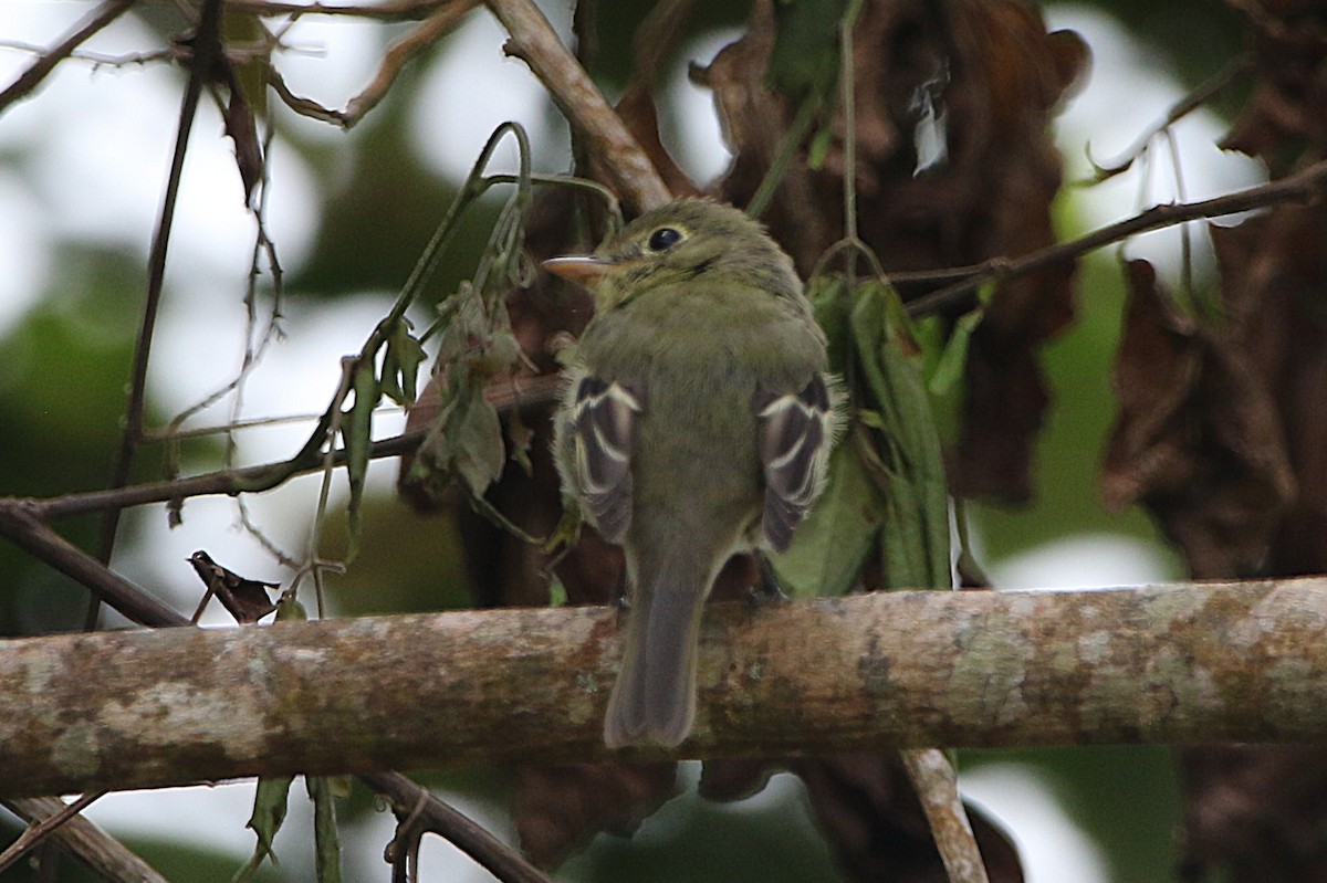 Yellow-bellied Flycatcher - ML631765619