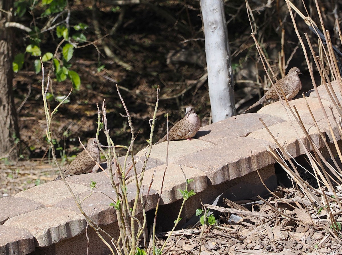 Inca Dove - ML631765631