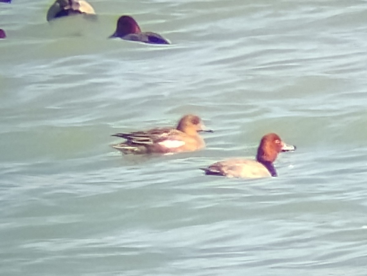 Fischione - ML631765636