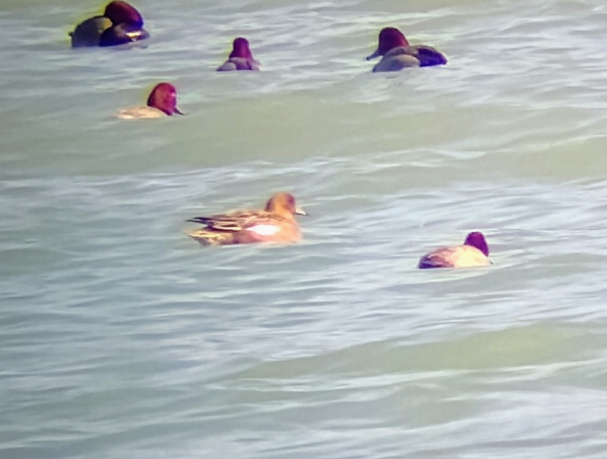 Fischione - ML631765637