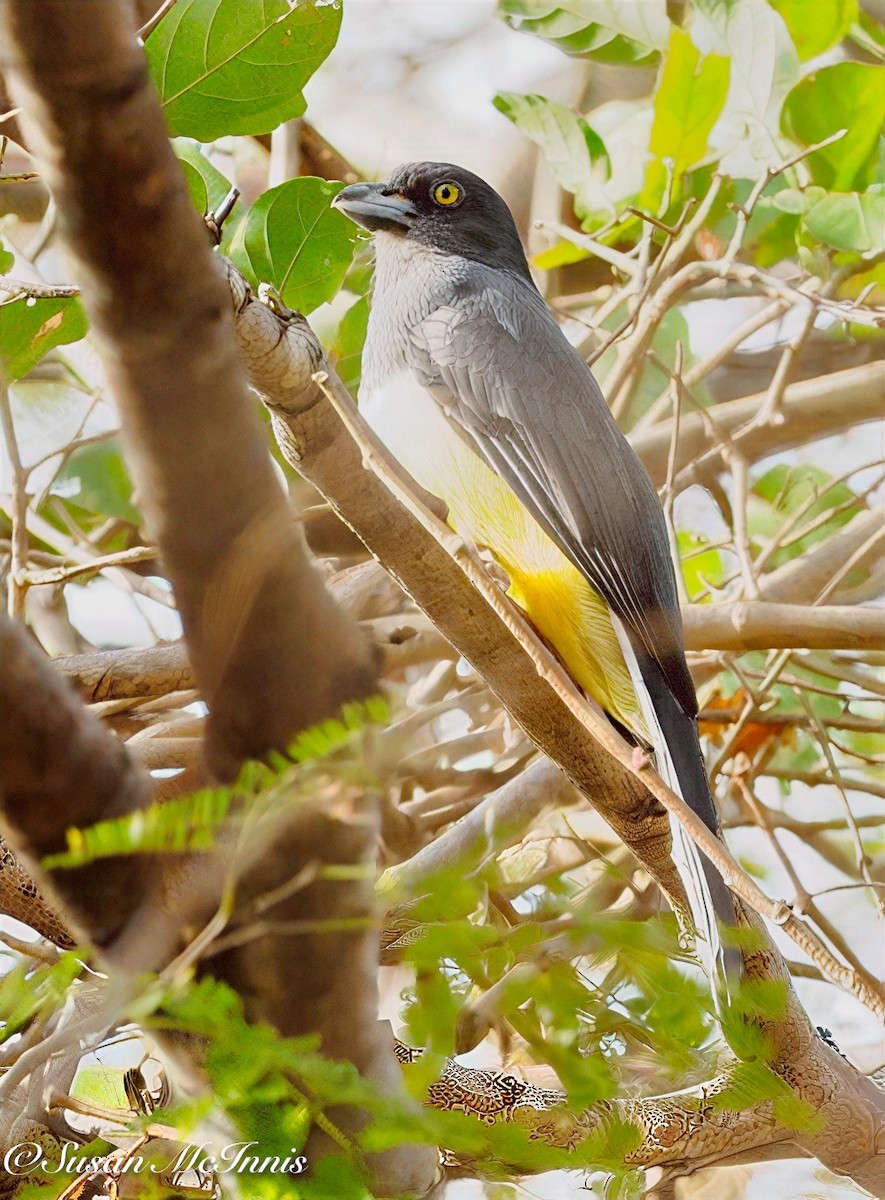 Citreoline Trogon - ML631765651