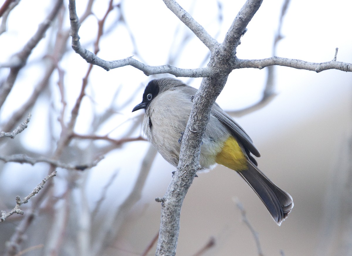 White-spectacled Bulbul - ML631765652