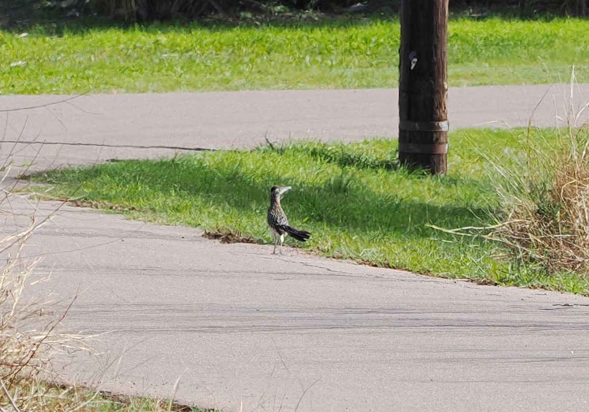 Greater Roadrunner - ML631765659