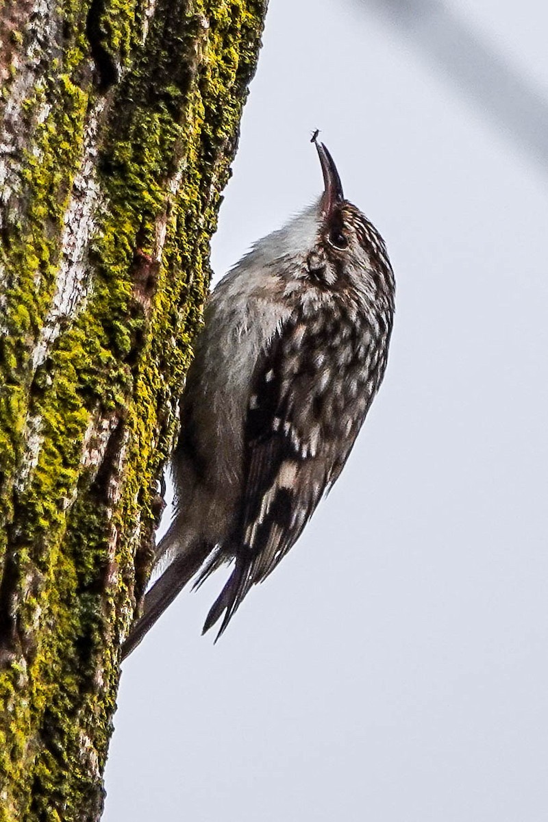Brown Creeper - ML631765688