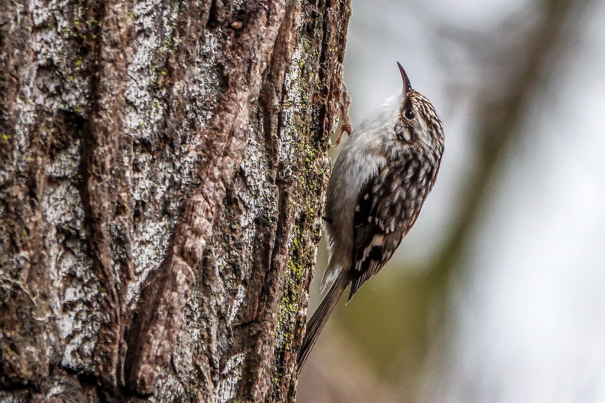 Brown Creeper - ML631765689