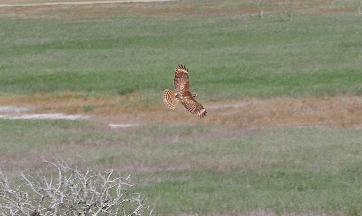 Red-shouldered Hawk - ML631765724
