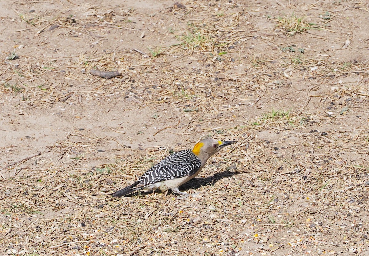 Golden-fronted Woodpecker - ML631765773