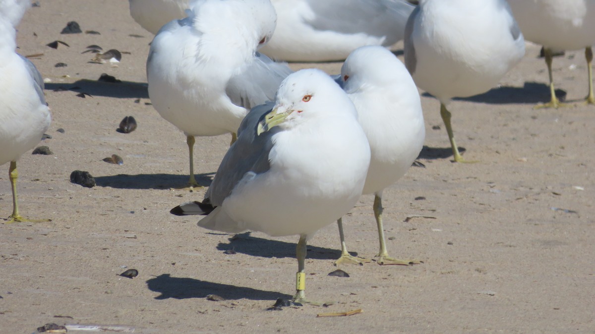 Ring-billed Gull - ML631765796