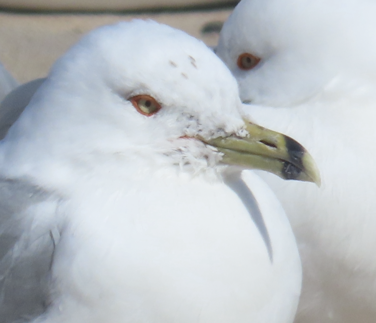 Ring-billed Gull - ML631765821