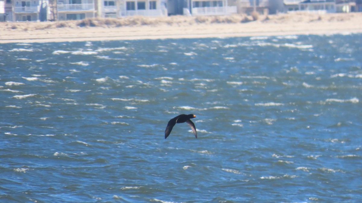 Black Scoter - ML631765832