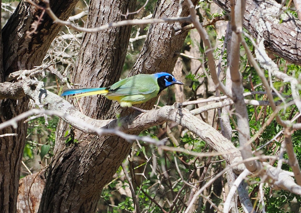 Green Jay - ML631765840