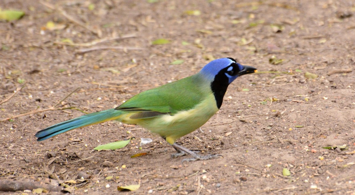 Green Jay - ML631765841