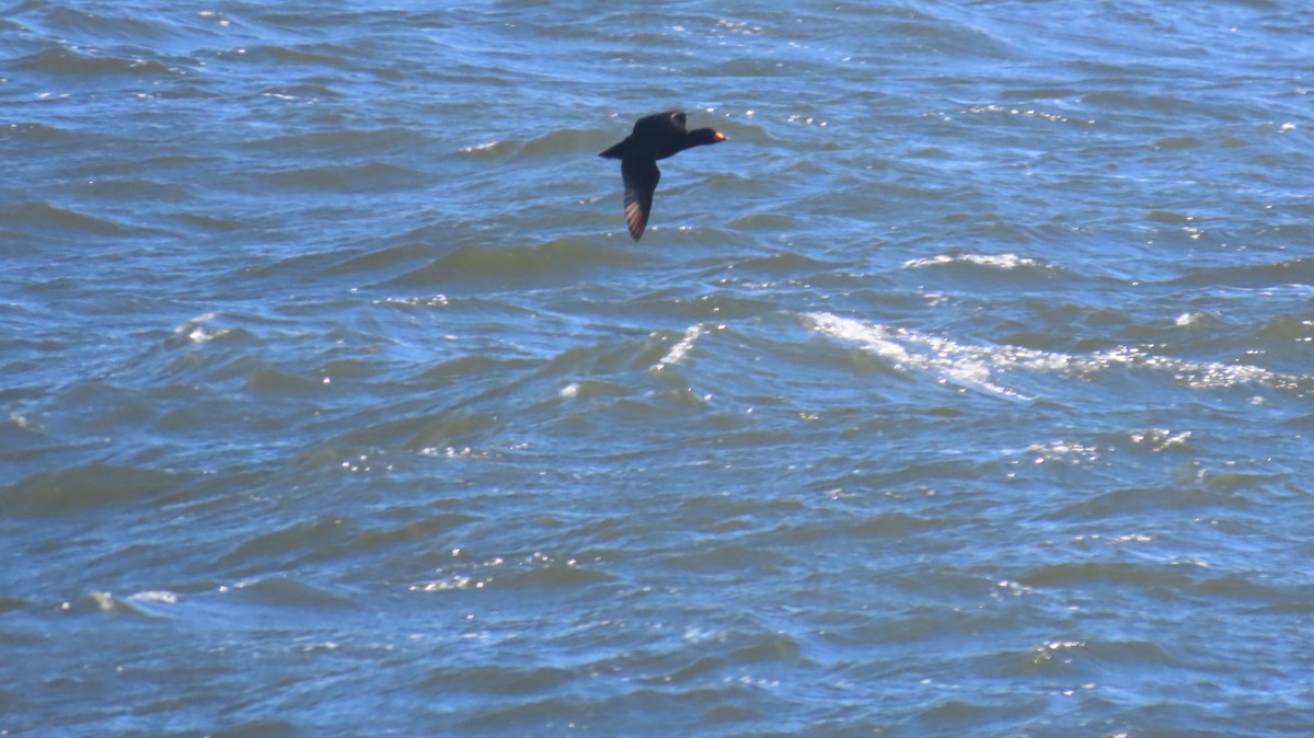 Black Scoter - ML631765844