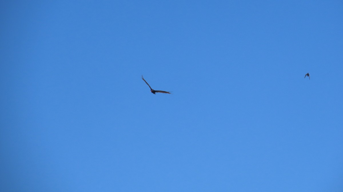 Turkey Vulture - ML631765864