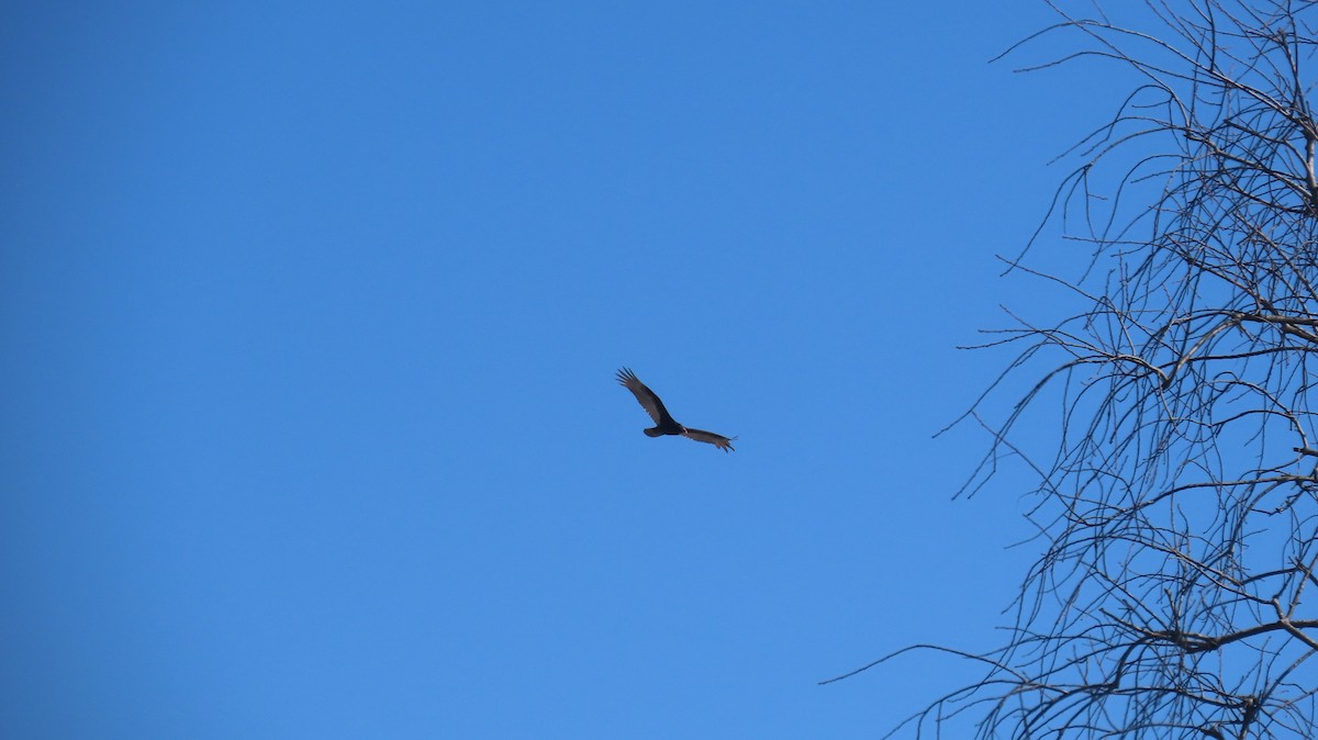 Turkey Vulture - ML631765865